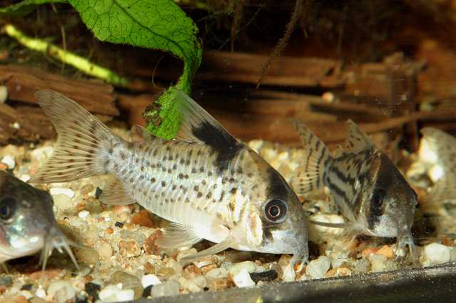 FH_COR_2489(Corydoras melanistius).jpg